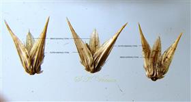  Perianth with veins